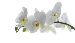 White orchid flower on a white background. Selective focus with copy space. Banner. Wallpaper.
