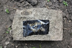 Homemade stone garden marker in the backyard garden signifying spaghetti squash.