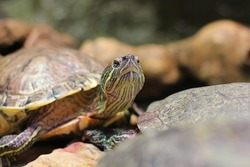 Cute and frisky painted turtle frolicking in the wild animal water tank.