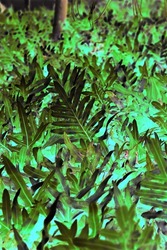 Lush tropical ferns and leafy plants growing in the sunny meadow in a color negative.