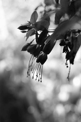 Beautiful silhouette of a summer flower hanging from a branch in a black and white monochrome.