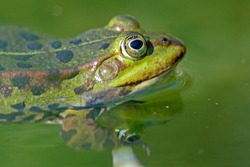 Common water frog (Rana kl. esculenta) swimming in a pond, wildlife, Germany