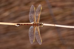 A dragonfly with it's wings extended, photographed from directly above against a monotone background