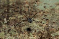 The black long-legged spider (kosynozhka) lives on the leaves in nature. Spread all over the world There are more than 6 thousand species