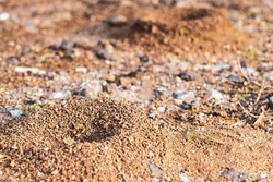 A small anthill on the soil.