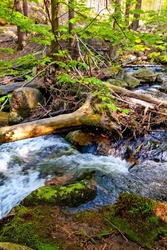 A small mountain stream flows through the forest