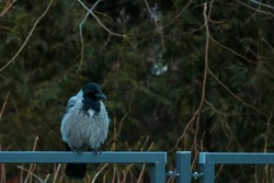 On the fence sits a black raven in the park