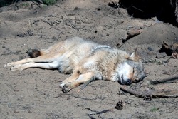 The wolf lies on the sand and basks in the sun. Sleeping wild animal. Predator. Dead animal