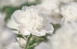 White flower on background white flowers.                   