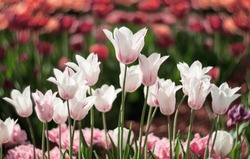 White Tulip flowers bloom in spring background  of blurry tulips in a tulip flowers garden. Nature.