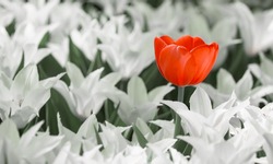 Red flower tulip on background white tulips flower. Nature.