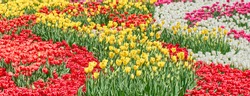 Red tulips, yellow tulips and white tulips flower blooming in spring garden.