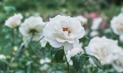 White roses flower bloom. Nature.