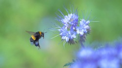 Bumblebee with blue nectar on its legs collects pollen from a blue flower. Close up of a bumblebee froze in flight. Macro.