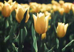 Yellow tulip flower blooming in tulips garden on blurry yellow tulips background. Nature.