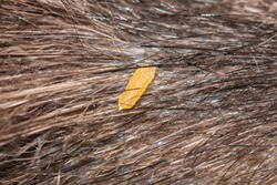 Dipylidium caninum dried gravid segments in cat's hair coat.