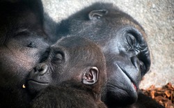 Baby chimpanzee sleeping at his mother' chest, together with family. Mother love family concept. The Pan troglodytes,  Mother's day.