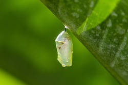Caterpillar Cocoon Hanging from a Leaf