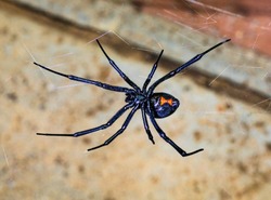 Black Widow Spider waiting for her prey