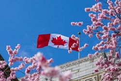 National Flag of Canada and cherry blossoms in full bloom. Concept of canadian urban city life in spring time. Vancouver City Hall.