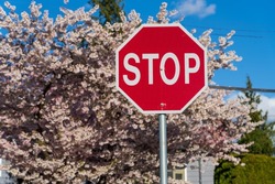 Close-up the stop sign with cherry blossom background.