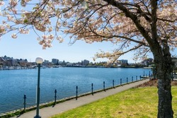 Songhees Point Park Walkway. Full bloom cherry blossom during springtime. Victoria Inner Harbour. Victoria, BC, Canada.