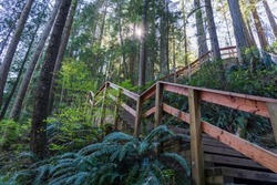Beautiful wooden path in the rainforest. Lynn Canyon Park, North Vancouver, British Columbia, Canada.