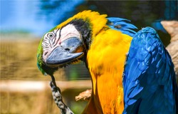 Ara ararauna. Blue-yellow macaw parrot portrait