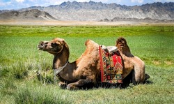 Camel resting on the grass in Mongolia. Cute camel lying down. Camel on grass. Mongolia camel