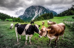 Cows on a pasture in a mountain valley. Cow herd grazing in mountains. Cows on pasture. Mountain cow farm scene