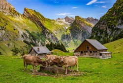 Cow farm in a mountain valley. Cows on mountain cow farm. Cow farm in mountains
