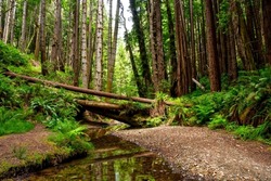 A stream in a deep forest. Wilderness forest creek. Cold creek in woodland. Forest stream landscape