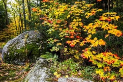 Autumn foliage on forest bushes. Autumn in forest. Forest bush in autumn. Autumn nature scene