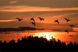 A flock of birds in the sky at sunset. Birds in sky at sunset. Sunset birds silhouettes. Birds in sunset sky