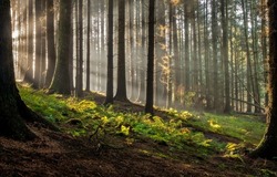 Sunbeams in deep forest in morning. Forest sunbeams. Sunbeams in woodland. Sunbeams in forest background