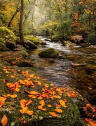 Fallen autumn leaves by a forest stream. Cold creek in autumn forest. Autumn leaves on rock. Autumn forest stream view