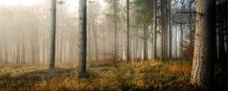 Panorama of the autumn misty forest. Autumn forest mist panoramic landscape. Forest mist in autumn panorama. Autumn morning fog in forest