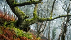 A mossy tree in a mossy autumn forest. Branchy tree in moss. Autumn mossy branchy tree. Mossy branchy tree