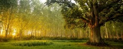 Panoramic landscape of an old oak tree in the forest in the early morning. Oak tree at dawn in forest. Forest oak tree at dawn. Old oak tree at sunrise