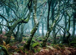 Branchy trees in a misty forest. Mossy branchy forest. Branchy forest trees in moss. Branchy trees in moss