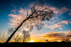 Silhouette of a tree at dawn. Tree at dawn. Tree silhouette at dawn. Sunrise tree silhouette