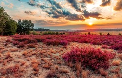 Meadow flowers at dawn landscape. Flowering meadow at dawn. Flowers at dawn. Beautiful sunrise over meadow flowers