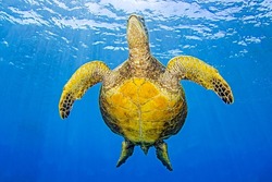 The belly of a sea turtle underwater. Sea turtle underwater. Underwater sea turtle. Sea turtle swims undersea