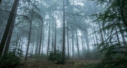 Panorama of the misty forrest. Misty forest in fog landscape