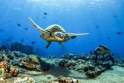 Sea turtle underwater swim. Sea tutrle undersea. Sea turtle in wunderwater world. Sea turtles underwater