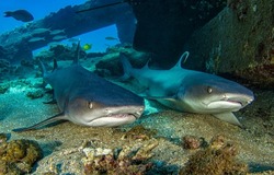 Two sharks lurked in the depths of the sea. Sharks underwater. Hunting sharks underwater. Two sharks undersea