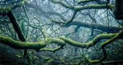Tree branch without leaves in moss in fairytale forest