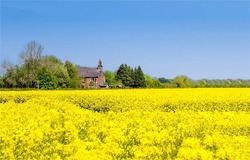 Farm house on agriculture rapeseed field. Rapeseed field landscape. Farm house in rapeseed field. Rapeseed field