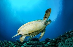 Sea turtle swims underwater. Giant sea turtle underwater. Underwater sea turtle. Sea turtle