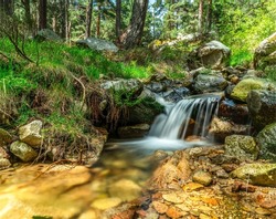 A picturesque stream in the forest. Forest stream flowing. Cold creek. River stream in forest